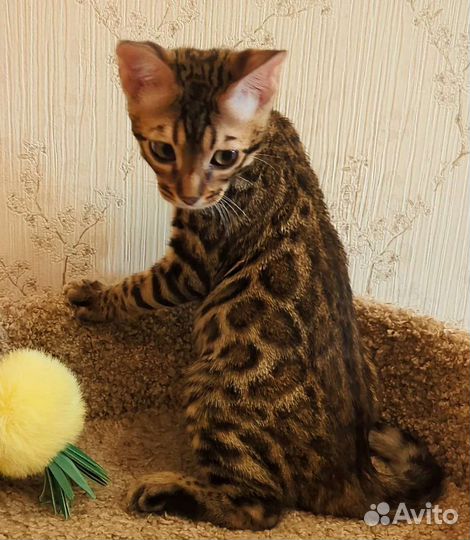 Бенгальские котята