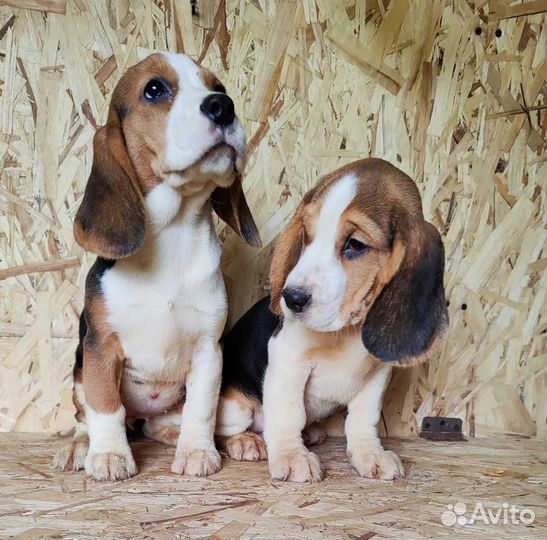 Щенки бигль