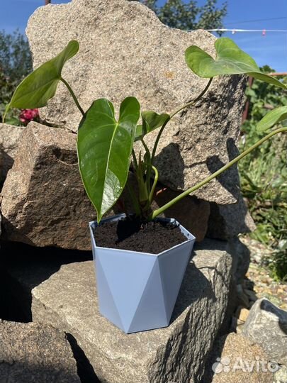 Антуриум красный