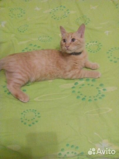 Кошка и кот