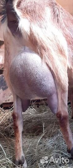 Коза нубийская