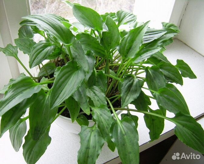 Дримиопсис пятнистый