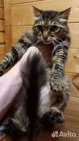 Котик Кузя ищет дом