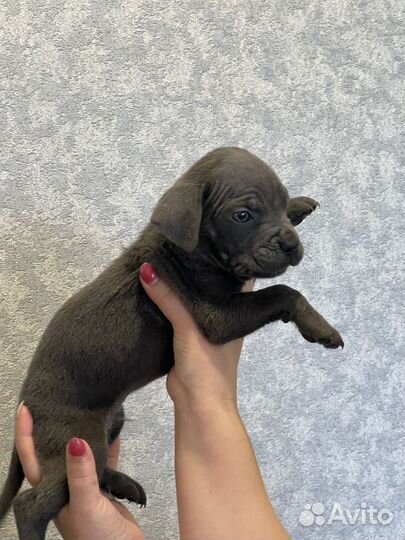 Предлагаются щенки Итальянского Кане Корсо