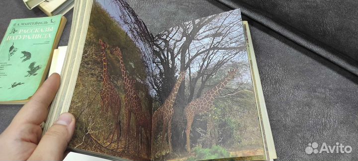 Книга Йозеф Вагнер - Сафари под Килиманджаро