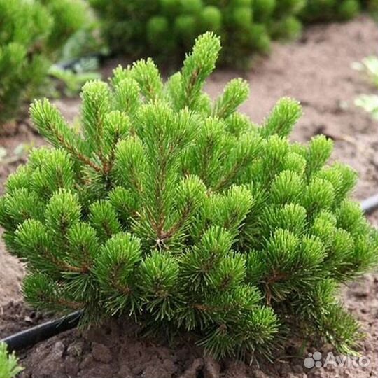 Сосна горная Пумилио