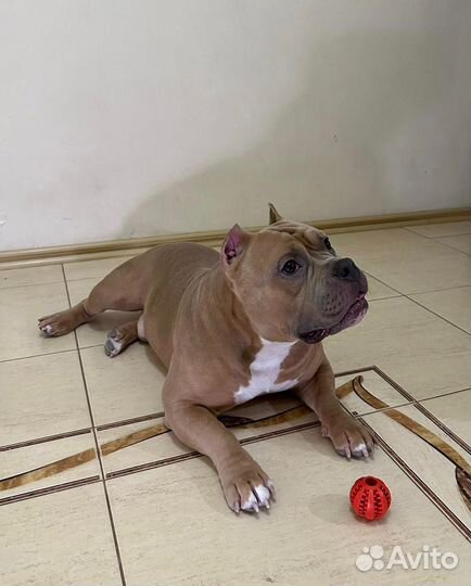 Американский Булли покет вязка