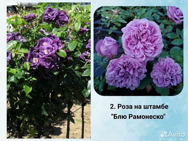 Роза на штамбе сортовая