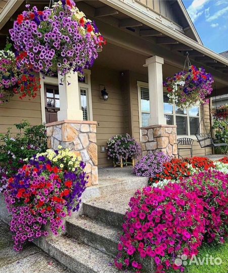 Рассада петунии Тайдел Вейв