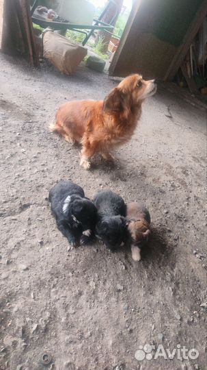 Отдам в добрые руки