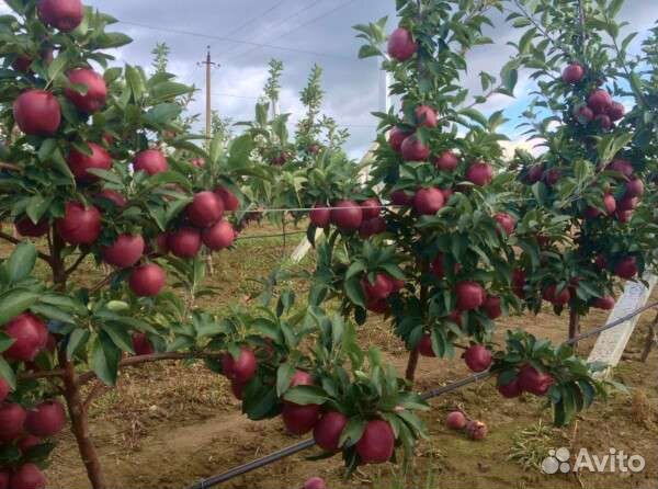 Саженцы яблони Байя Мориса