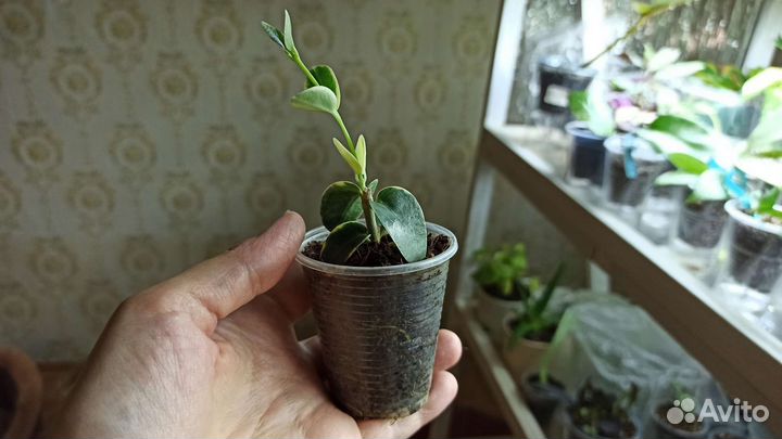 Редкая Хойя cumingiana albomarginata