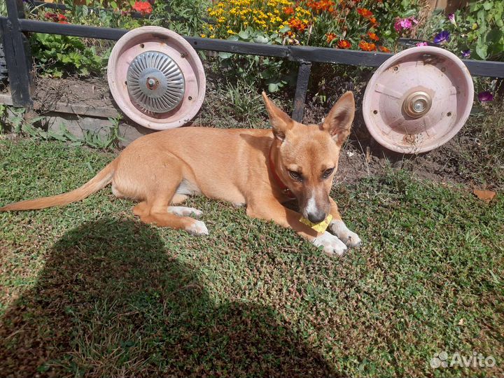 Девочка,небольшого роста, до года в добрые руки