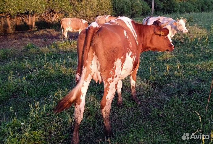 Тёлки стельные