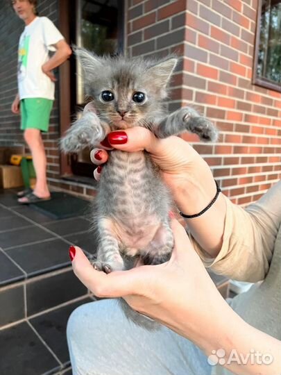 Котенок - инопланетянин в добрые руки