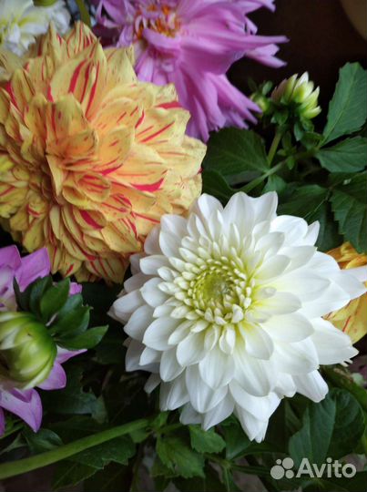 Георгины клубни