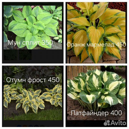 Хоста более 45 сортов