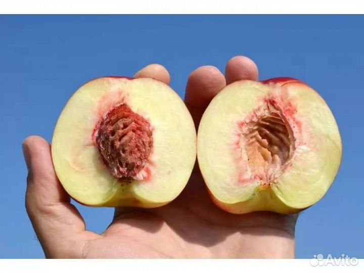 Саженцы деревьев малины ежевики