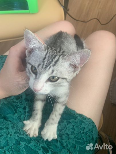 Котята с доставкой