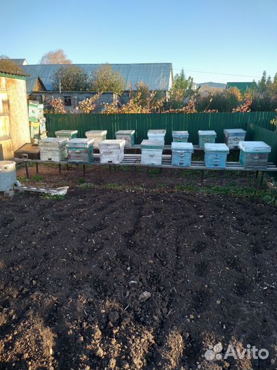 Продается пасека