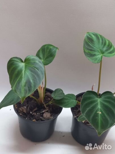 Филодендрон верукозум