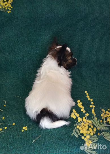 Папийон щенок