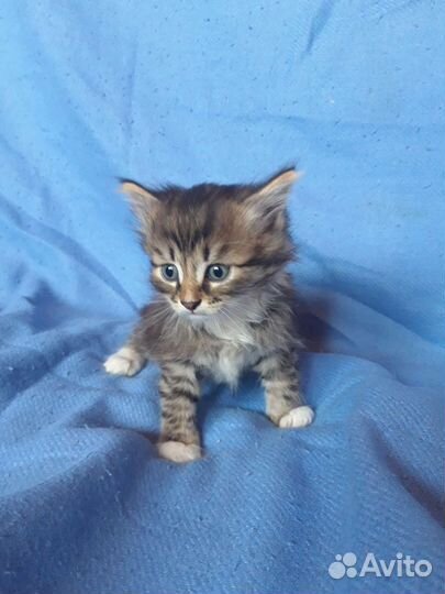 Милые котята в дар