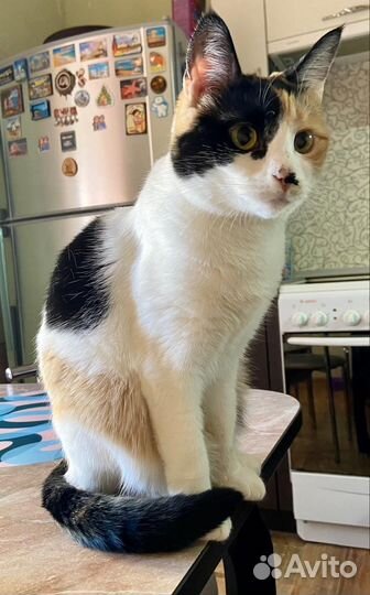 Стерилизованая кошечка ищет дом