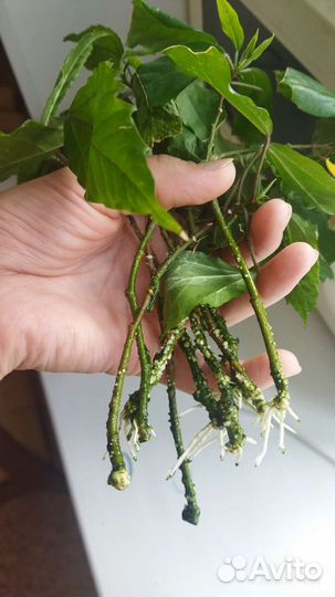 Гибискус китайская роза