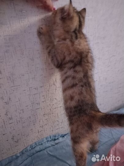 Котёнок шотландский скоттиш-страйт