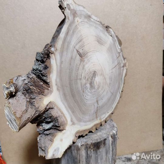 Слэб карагача