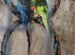 Волнистые попугаи, от 6месяцев