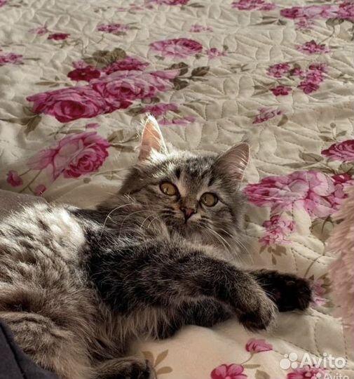 Кошка 1 год