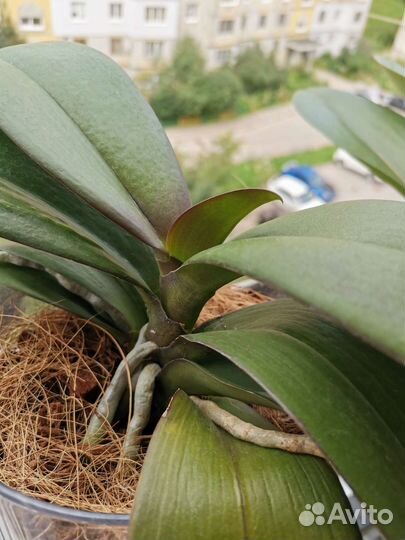 Орхидея фаленопсис Манхэттен