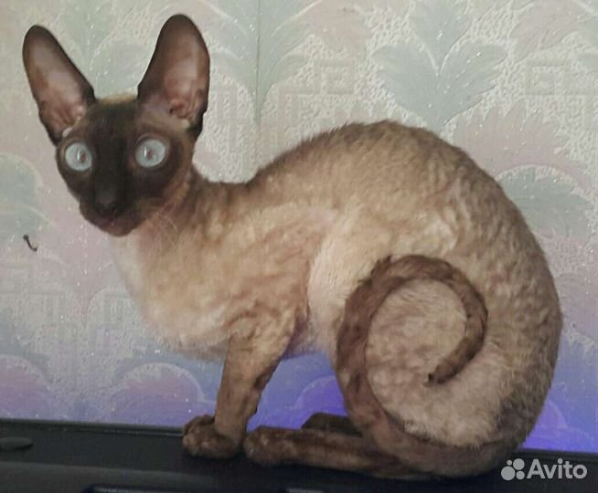Корниш-рекс кошка