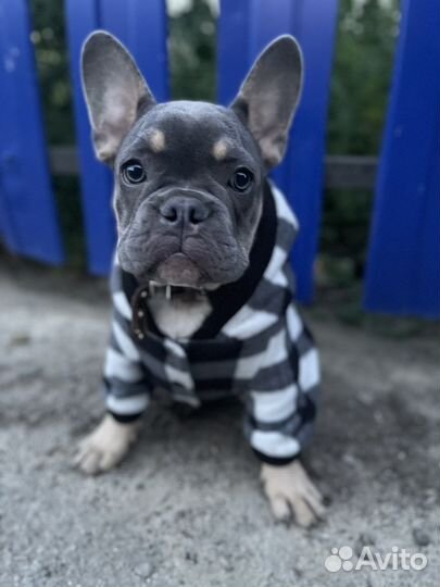 Одежда для средних собак