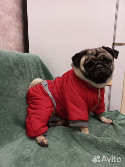 Комбинезон для маленькой собаки