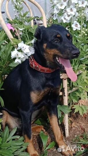 Ягдтерьер(метис)