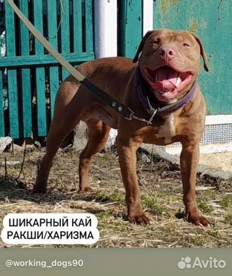 Американский питбультерьер рр вязка