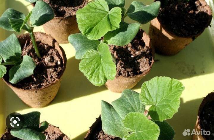 Тыква рассада