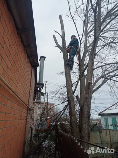Спил деревьев,расчистка участков,покос травы