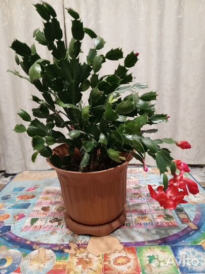 Декабрист от 150- 400