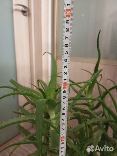 Алоэ столетник