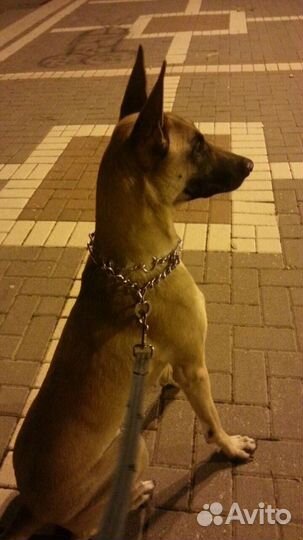 Щенки немецкой и бельгийской овчарки помесь