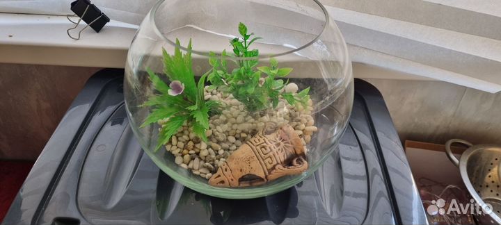 Аквариум для петушка