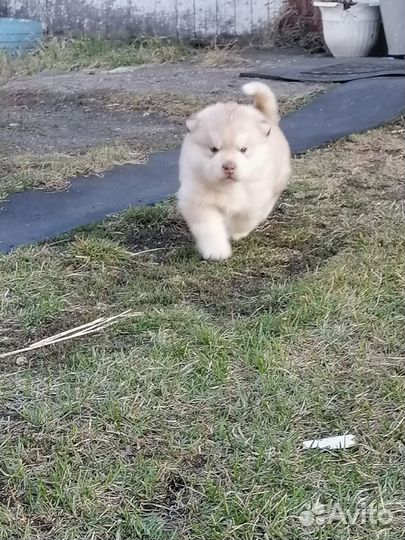 Щенок хаски