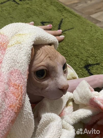 Кот сфинкс вязка
