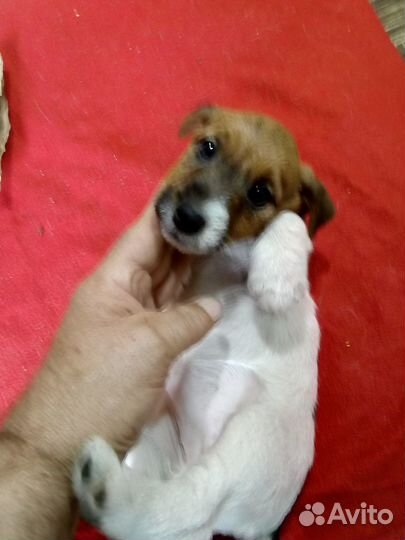 Щенки джек рассел терьер брокен и джойстики