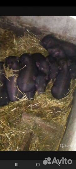 Вьетнамские поросята