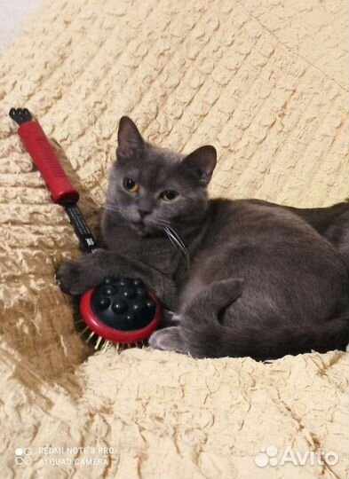 Британская